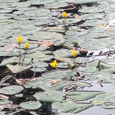 Nymphoides peltata, photographed by Harshjeet Singh Bal