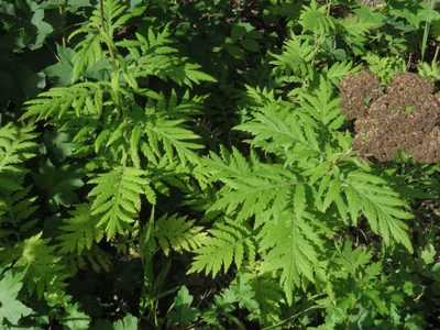 Tanacetum macrophyllum, photographed by Harald Schnöde (Schnde)