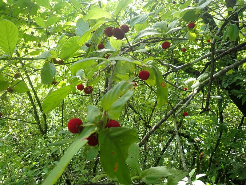 Guettarda foliacea, photographed by keesgroenendijk