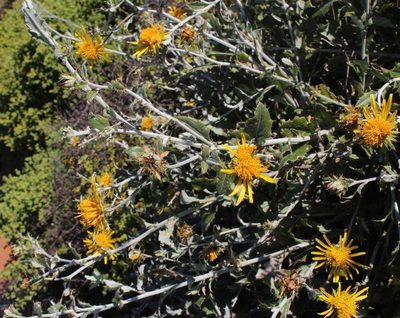 Berkheya fruticosa, photographed by Tony Rebelo