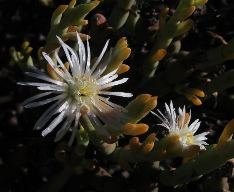 Mesembryanthemum leptarthron, photographed by Tony Rebelo