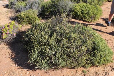 Mesembryanthemum leptarthron, photographed by Tony Rebelo