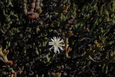 Mesembryanthemum leptarthron, photographed by Tony Rebelo