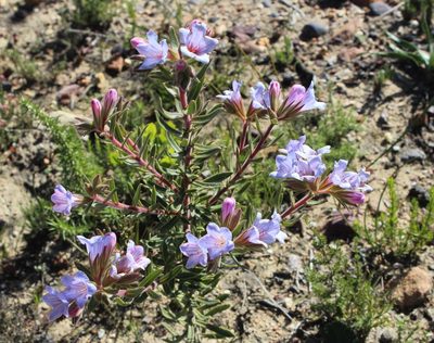 Lobostemon curvifolius, photographed by Tony Rebelo