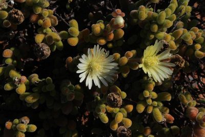 Drosanthemum schoenlandianum, photographed by Tony Rebelo