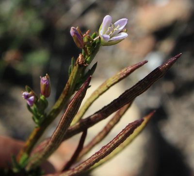 Heliophila scoparia, photographed by Tony Rebelo