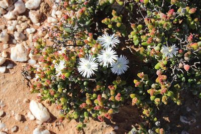 Drosanthemopsis diversifolia, photographed by Tony Rebelo