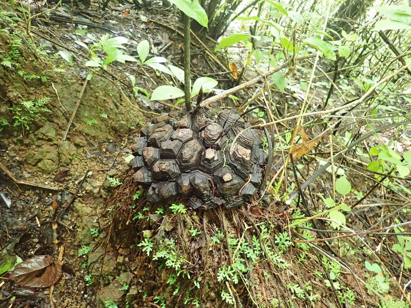 Dioscorea mexicana, photographed by keesgroenendijk