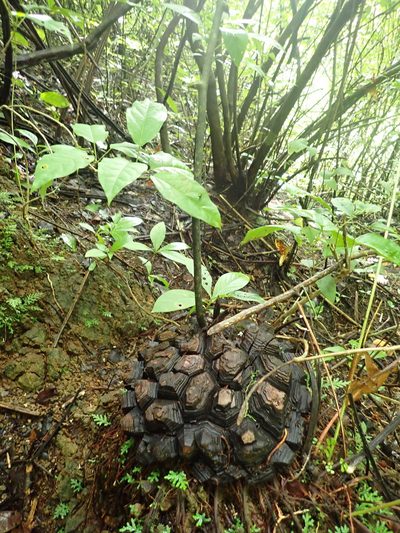 Dioscorea mexicana, photographed by keesgroenendijk