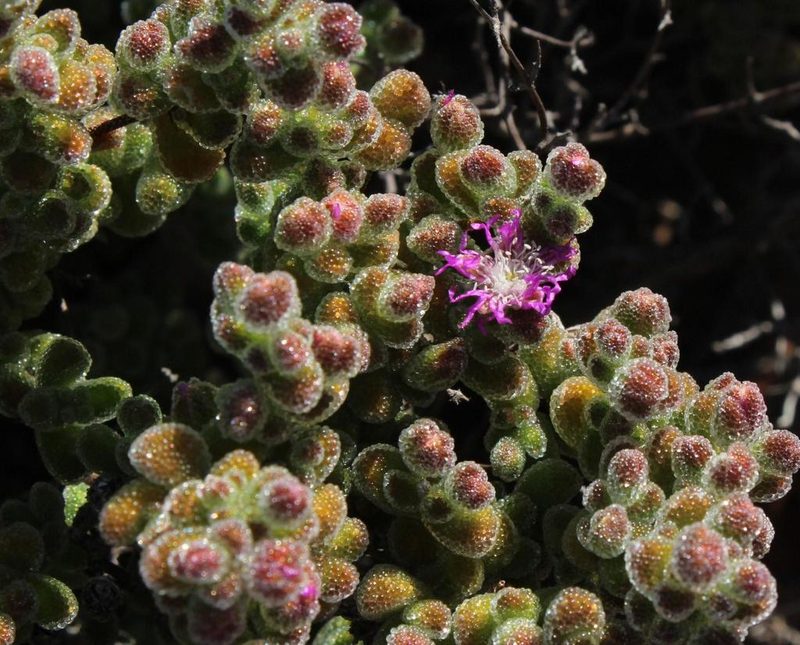 Drosanthemum brevifolium, photographed by Tony Rebelo