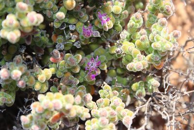 Drosanthemum brevifolium, photographed by Tony Rebelo