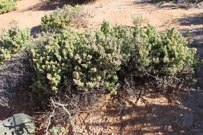 Drosanthemum brevifolium, photographed by Tony Rebelo