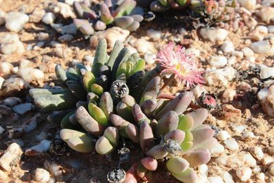 Cephalophyllum spissum, photographed by Tony Rebelo