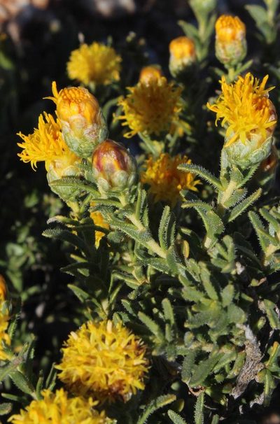 Pteronia villosa, photographed by Tony Rebelo