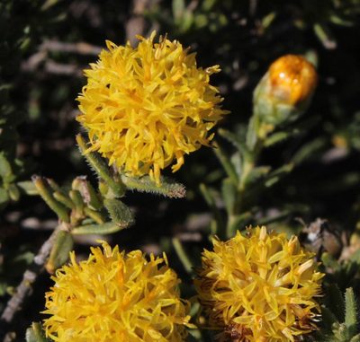 Pteronia villosa, photographed by Tony Rebelo