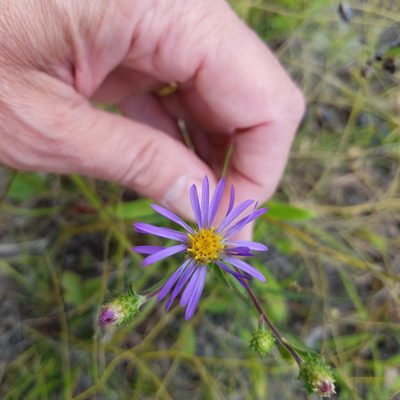 Eurybia spectabilis, photographed by Matt Pelikan