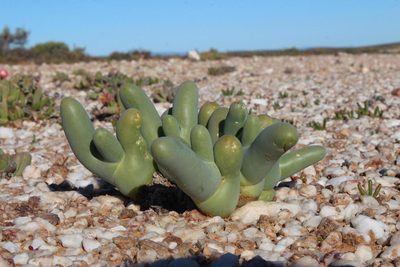 Mesembryanthemum digitatum, photographed by Tony Rebelo