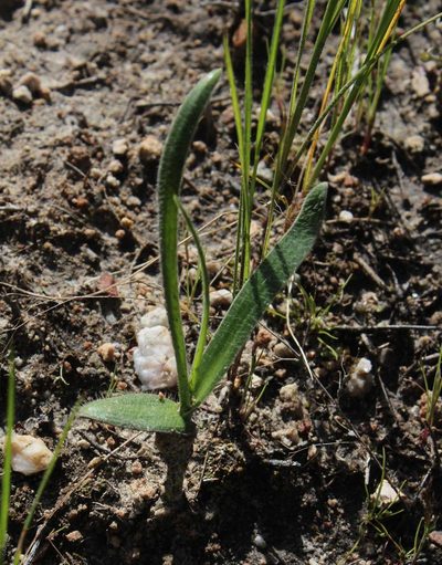 Ornithogalum hispidum, photographed by Tony Rebelo