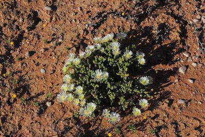 Drosanthemum schoenlandianum, photographed by Tony Rebelo