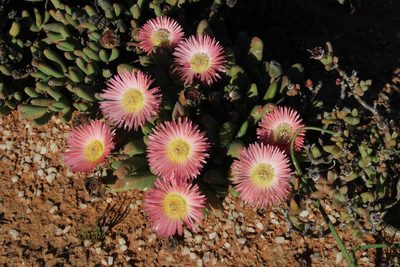 Cephalophyllum spissum, photographed by Tony Rebelo