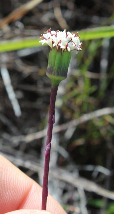 Senecio tuberosus, photographed by Tony Rebelo