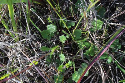 Senecio tuberosus, photographed by Tony Rebelo