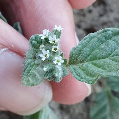 Heliotropium supinum, photographed by Mehdi Chetibi