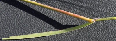 Stipellula capensis, photographed by Tony Rebelo