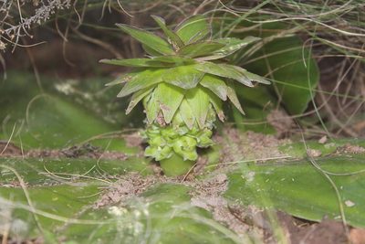 Eucomis regia, photographed by Tony Rebelo