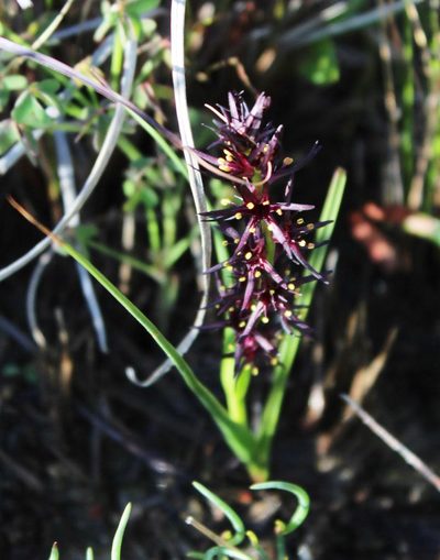 Wurmbea marginata, photographed by Tony Rebelo