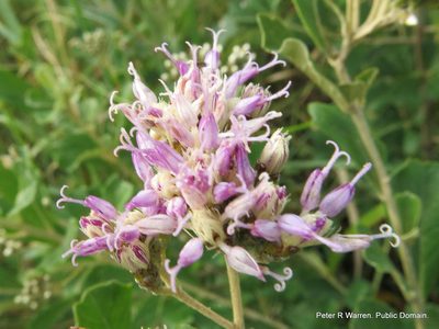 Gymnanthemum corymbosum, photographed by Peter Warren