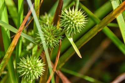 Sparganium americanum, photographed by Jay Pruett