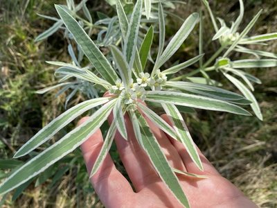 Euphorbia bicolor, photographed by Haley Daniels