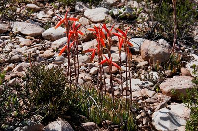 Aloe humilis, photographed by magriet b