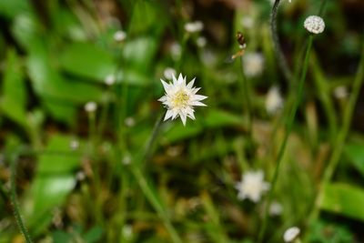 Eriocaulon stellulatum, photographed by S.MORE