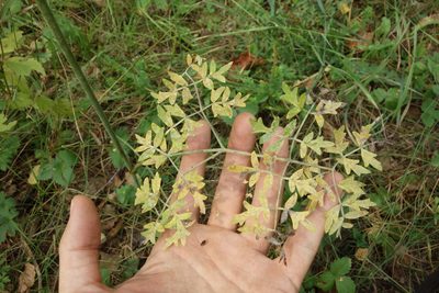 Peucedanum oreoselinum, photographed by Aleksei Baushev