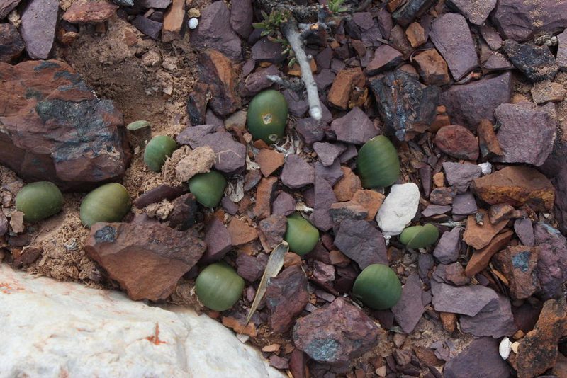 Austronea densiflora, photographed by Tony Rebelo