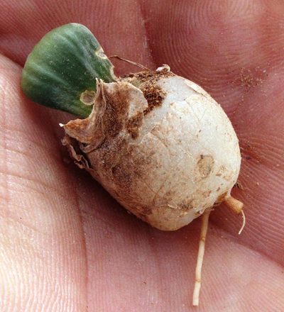 Austronea densiflora, photographed by Tony Rebelo