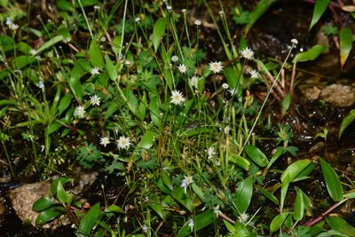 Eriocaulon stellulatum, photographed by S.MORE