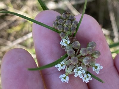 Asclepias linearis, photographed by Haley Daniels