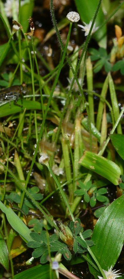 Eriocaulon thwaitesii, photographed by S.MORE