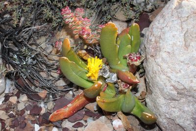 Glottiphyllum regium, photographed by Tony Rebelo