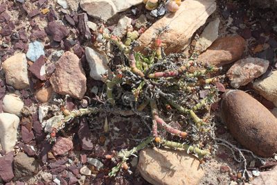 Mesembryanthemum junceum, photographed by Tony Rebelo