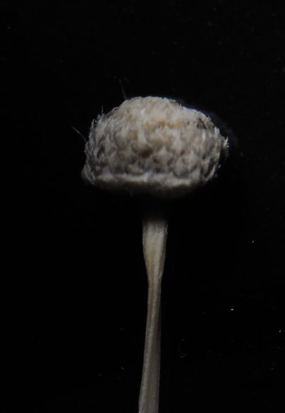 Eriocaulon thwaitesii, photographed by S.MORE