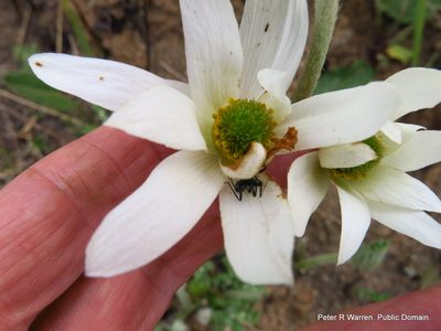 Knowltonia fanninii, photographed by Peter Warren