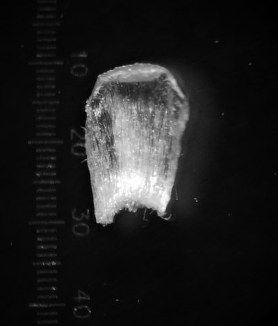 Eriocaulon thwaitesii, photographed by S.MORE