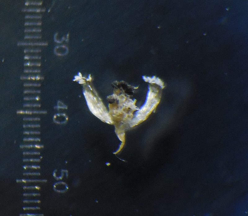 Eriocaulon thwaitesii, photographed by S.MORE