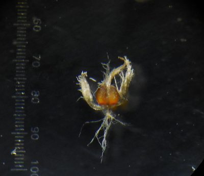Eriocaulon thwaitesii, photographed by S.MORE