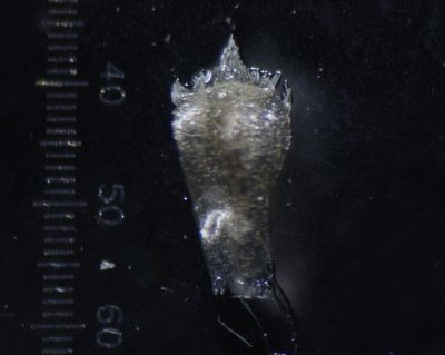 Eriocaulon thwaitesii, photographed by S.MORE