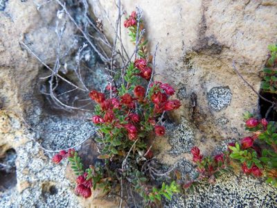 Erica oreophila, photographed by linkie